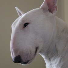 Схема вышивки «Буль»