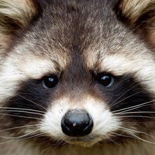 Схема вышивки «Енот»