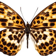 Схема вышивки «БАБОЧКА 6»