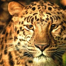 Схема вышивки «леопард»