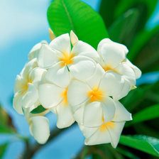 Схема вышивки «はなです»