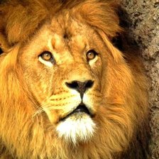 Схема вышивки «лев»