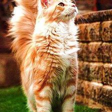 Схема вышивки «киса»