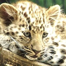 Схема вышивки «котенок»