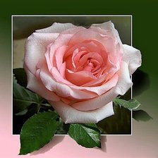 Схема вышивки «РОЗА»