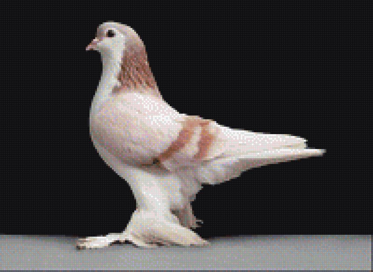 голубь - предпросмотр