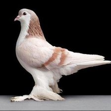 Схема вышивки «голубь»