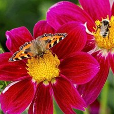 Схема вышивки «Бабочка и шмель на георгинах»