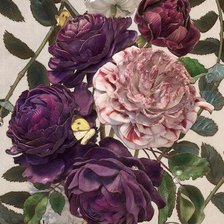 Схема вышивки «розы»