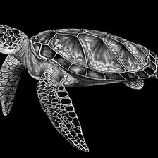 Схема вышивки «Черепаха»