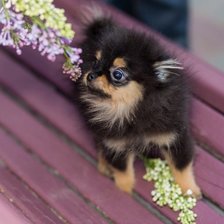 Схема вышивки «Мелисса»