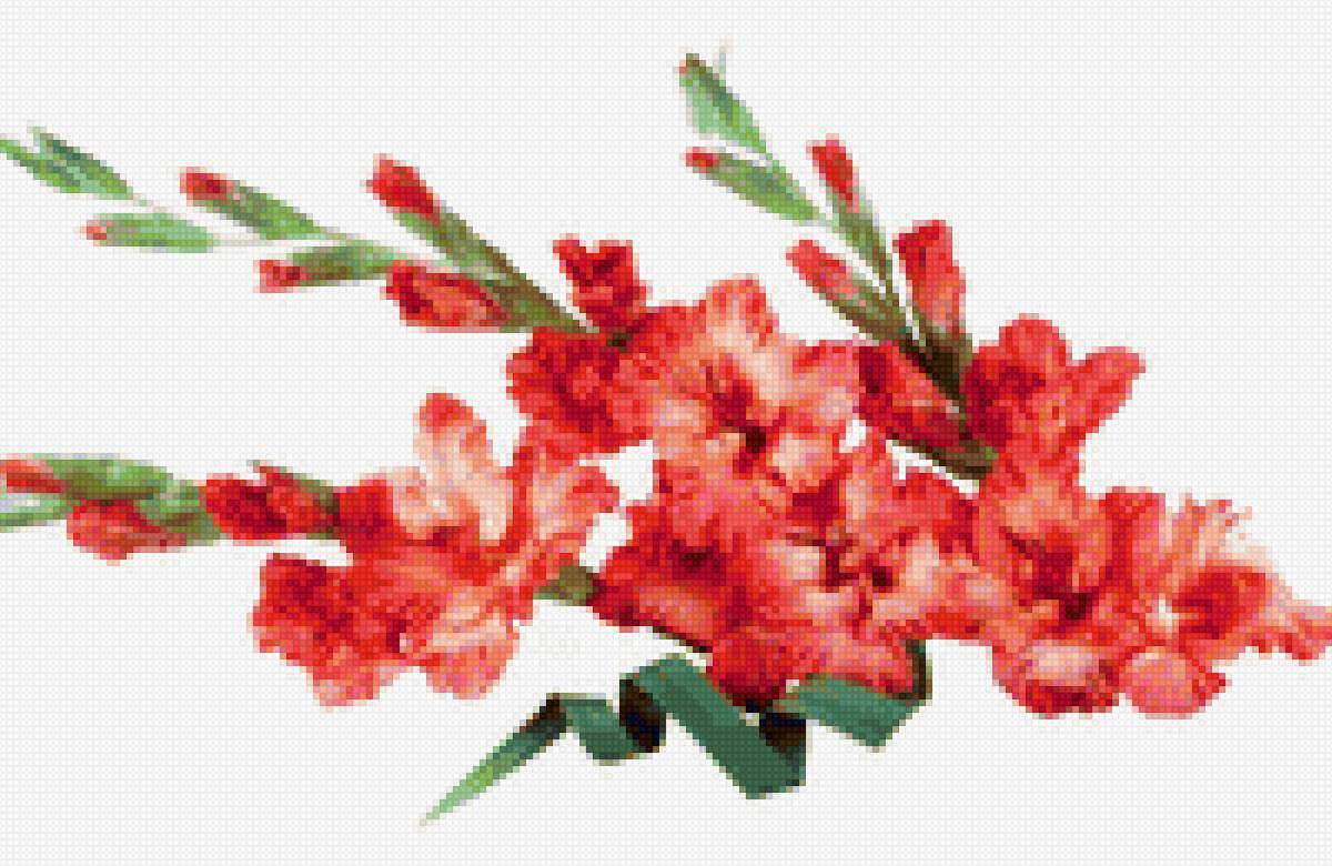 Гладиолус - цветы - предпросмотр