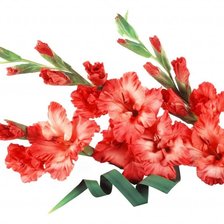 Схема вышивки «Гладиолус»