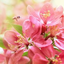 Схема вышивки «ВЕСНА»