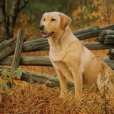 Схема вышивки «Пес»