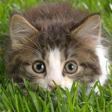 Схема вышивки «№1491746»