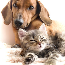 верные друзья