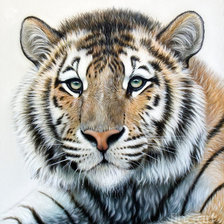 Схема вышивки «тигруля»