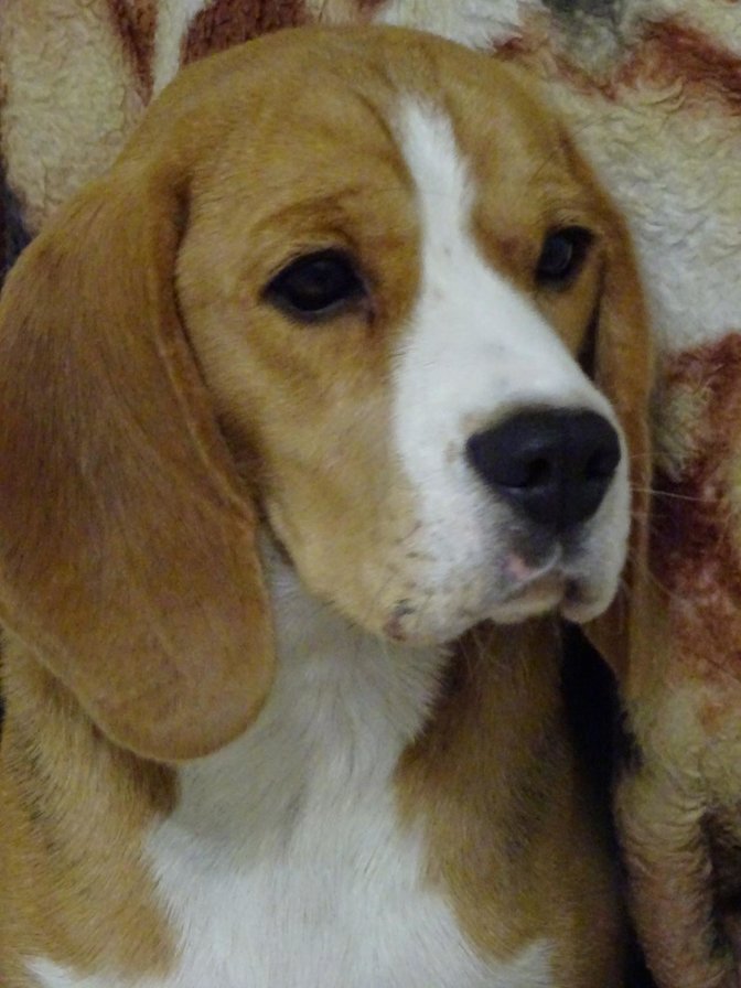 Бигль Артемида - бигль, вышивка - оригинал