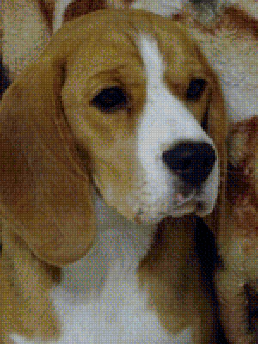 Бигль Артемида - вышивка, бигль - предпросмотр