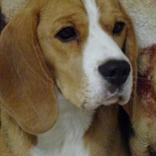 Схема вышивки «Бигль Артемида»