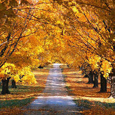 Схема вышивки «осень»