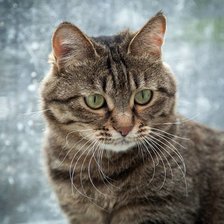 Схема вышивки «kot»