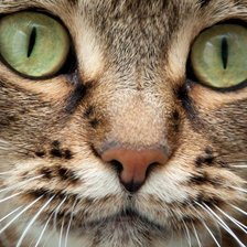 Схема вышивки «кот»