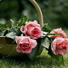 Схема вышивки «розы»