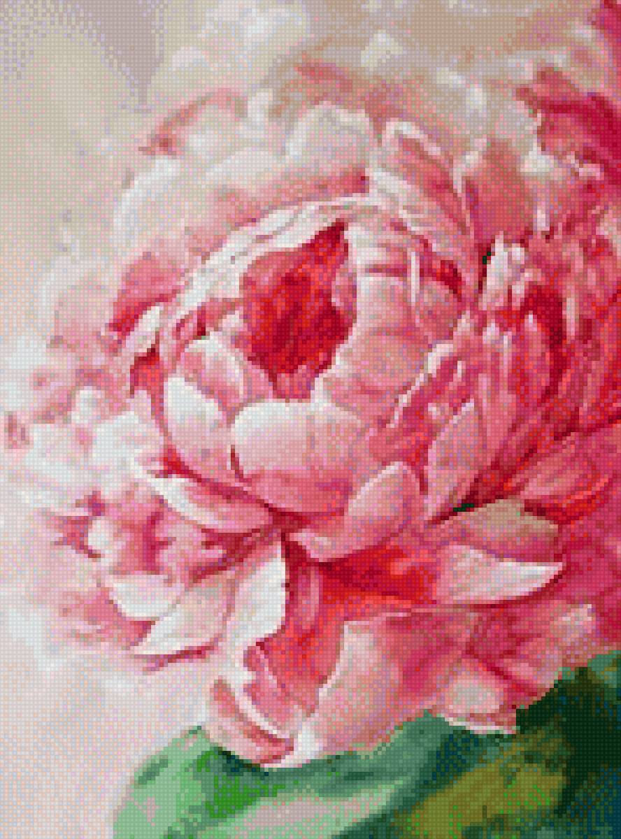 Пион - цветок, весна, пион - предпросмотр