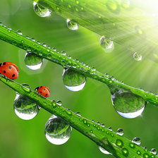 Схема вышивки «капли»