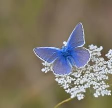 Бабочка на цветке