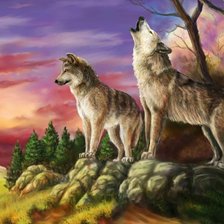 Пара волков