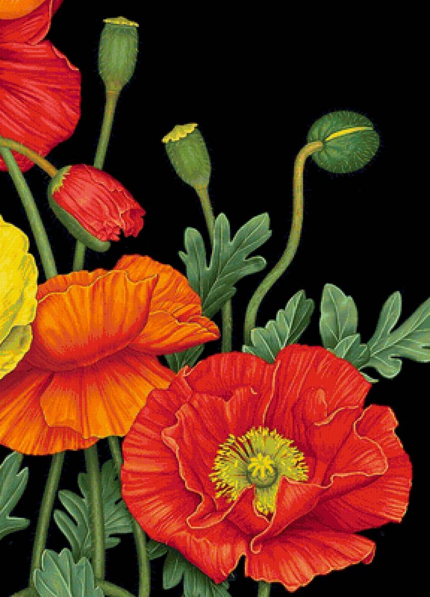 Маков цвет - мак, красные маки, красный мак, красные цветы, маки - предпросмотр