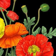 Схема вышивки «Маков цвет»