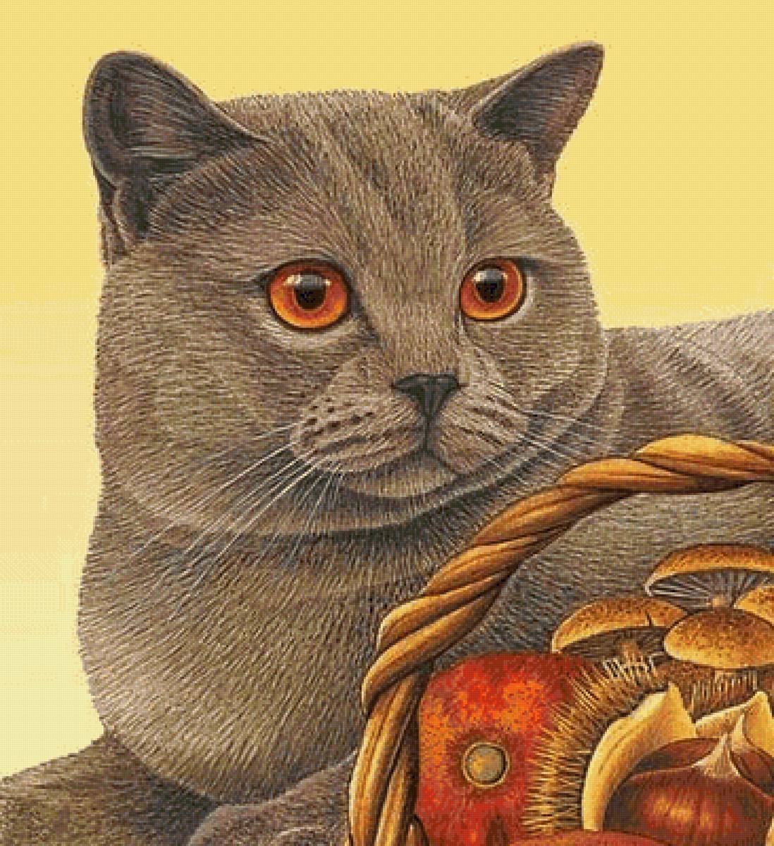 британский Лорд - кошка, британский голубой, кот, домашние животные - предпросмотр