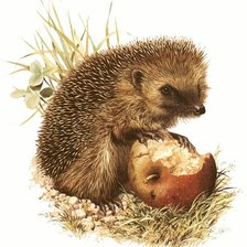 Схема вышивки «ежик 14»