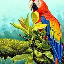 Схема вышивки «ара»