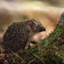 Схема вышивки «ежик 25»