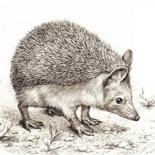 Схема вышивки «ежик 27»