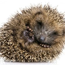 Схема вышивки «ежик 30»