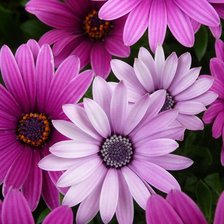 Схема вышивки «цветы»