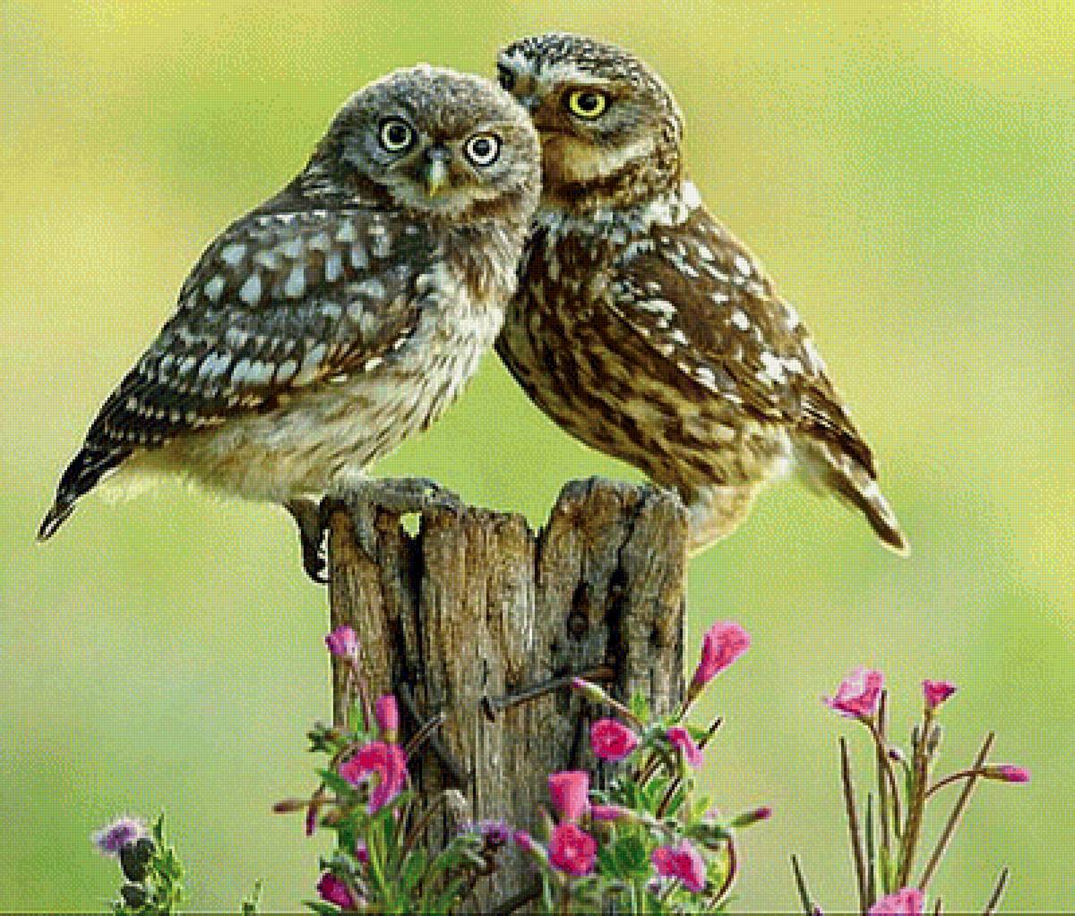 Совы - вышивка крестом - предпросмотр