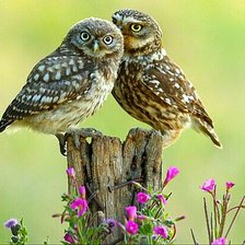 Схема вышивки «Совы»