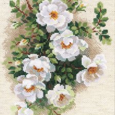 Схема вышивки «Riolis 1351 - белый шиповник»