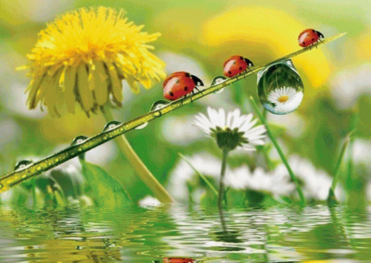 божьи коровки - вода, божьи коровки, цветы, природа - предпросмотр