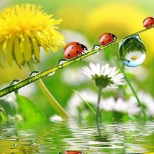 Схема вышивки «божьи коровки»