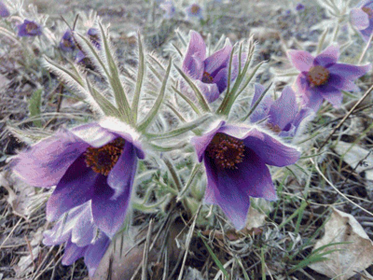 Подснежники - подснежники, цветы, весна - предпросмотр