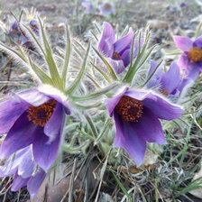 Схема вышивки «Подснежники»