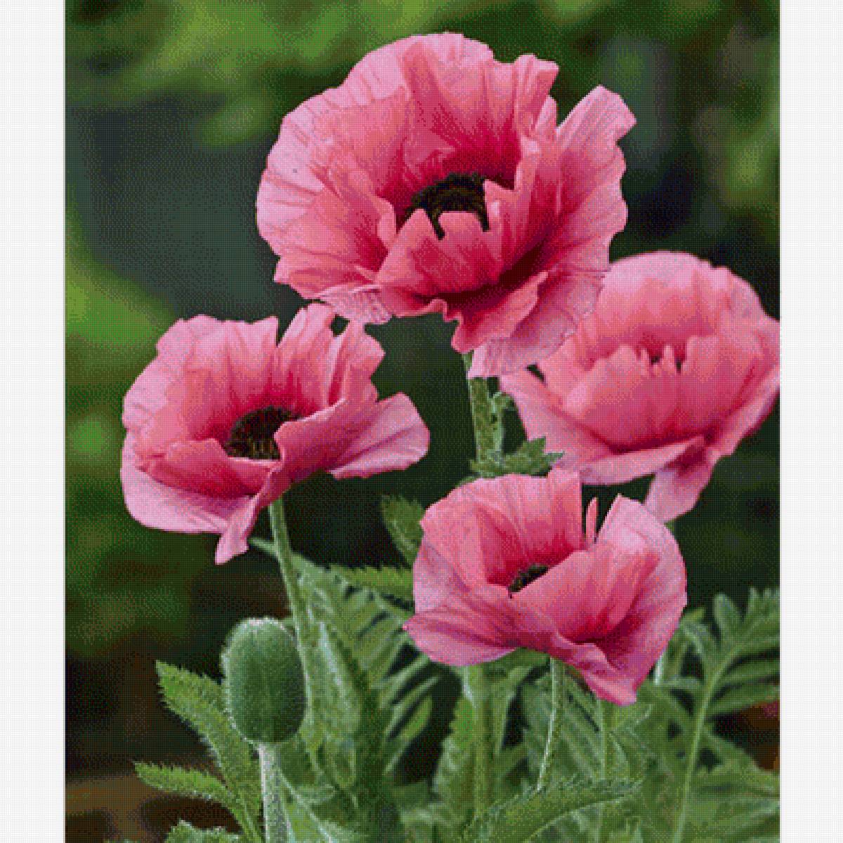 розовые маки - маки, цветы - предпросмотр